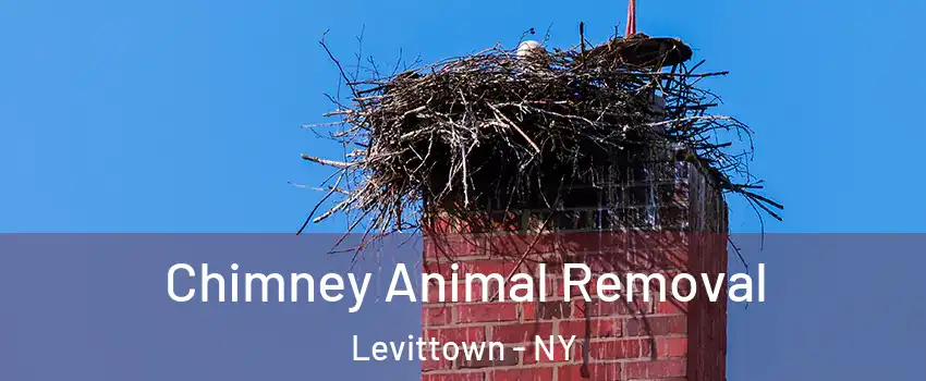 Chimney Animal Removal Levittown - NY