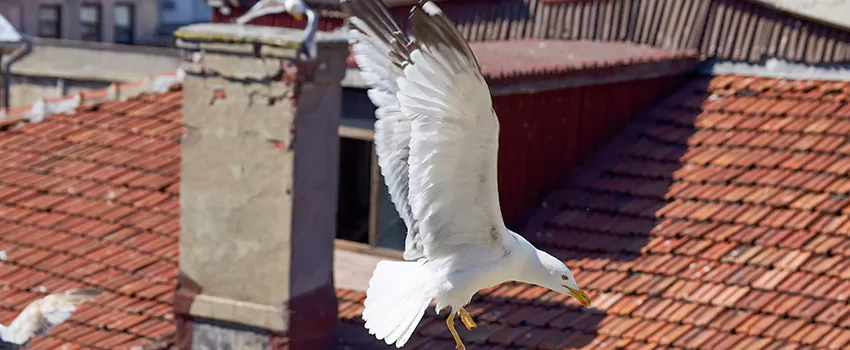 Residential Chimney Animal Removal Solution in Levittown, NY